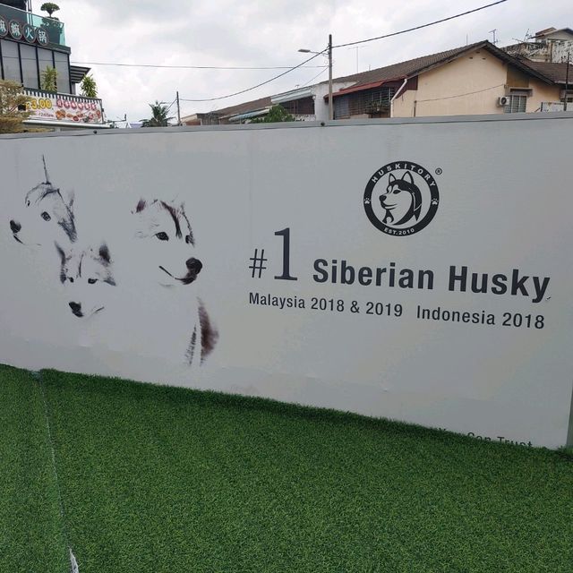 馬六甲Husky天堂 | 盡情享受被哈士奇們包圍吧！