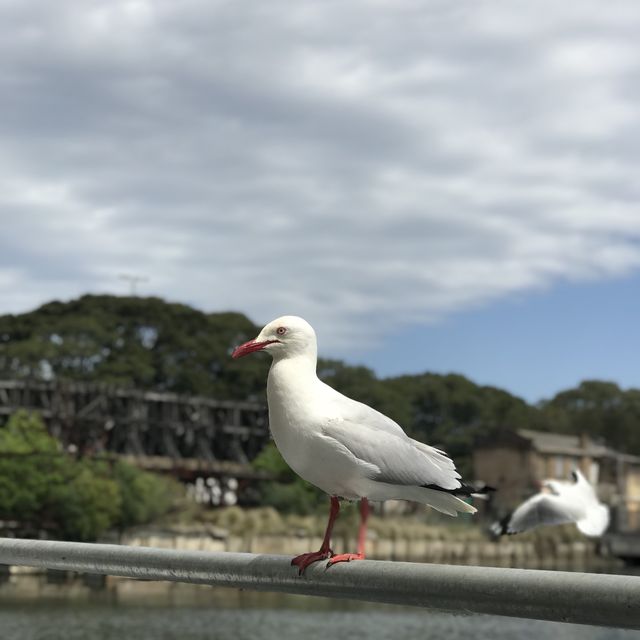 🇦🇺Sydney Seafood Market