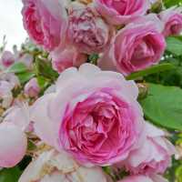 The Beautiful Victoria State Rose Garden 🇦🇺