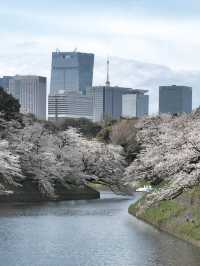 A famous cherry blossom spot, a shooting spot in the Sky Tree