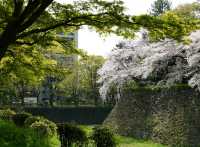 Nagoya Vibes: Castles, Cherry Blossoms, and Local Flavors