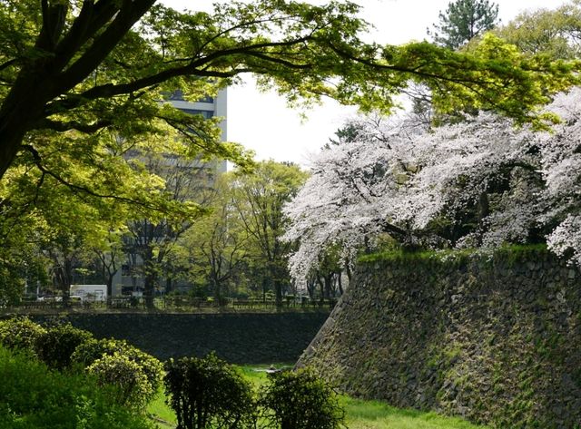 Nagoya Vibes: Castles, Cherry Blossoms, and Local Flavors