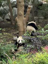 🐼🌶️ Chengdu: Pandas, Peppers & Fun