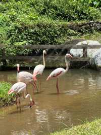 Янода Тропический парк (Хайнань)