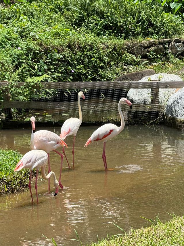Янода Тропический парк (Хайнань) Янода Тропический парк (Хайнань)