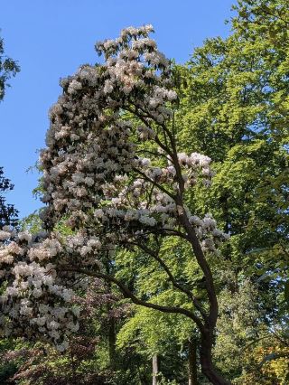 Flowers bring movement and richness to RHS Garden Harlow Carr. 🌸🎨🌿