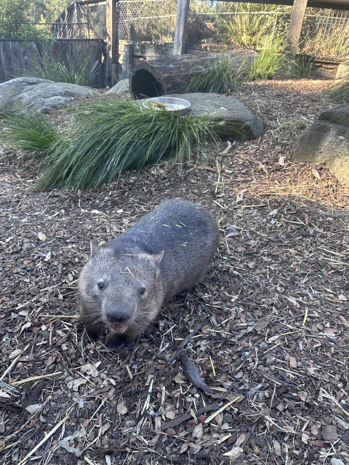 Exploring Wildlife Wonders at the Australian Reptile Park with Trip.com