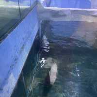 Underwater world Aquarium 