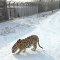 SIBERIAN TIGER PARK