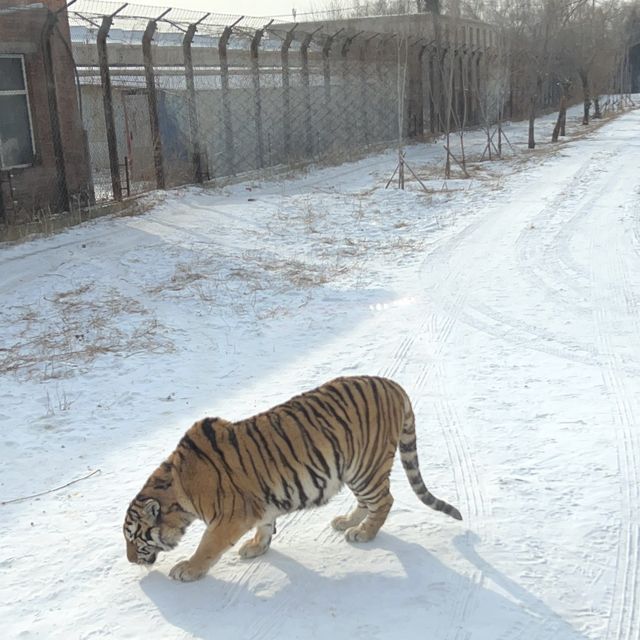 SIBERIAN TIGER PARK SIBERIAN TIGER PARK