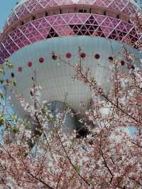 Shanghai in Bloom - Oriental Pearl Tower🌷🌸