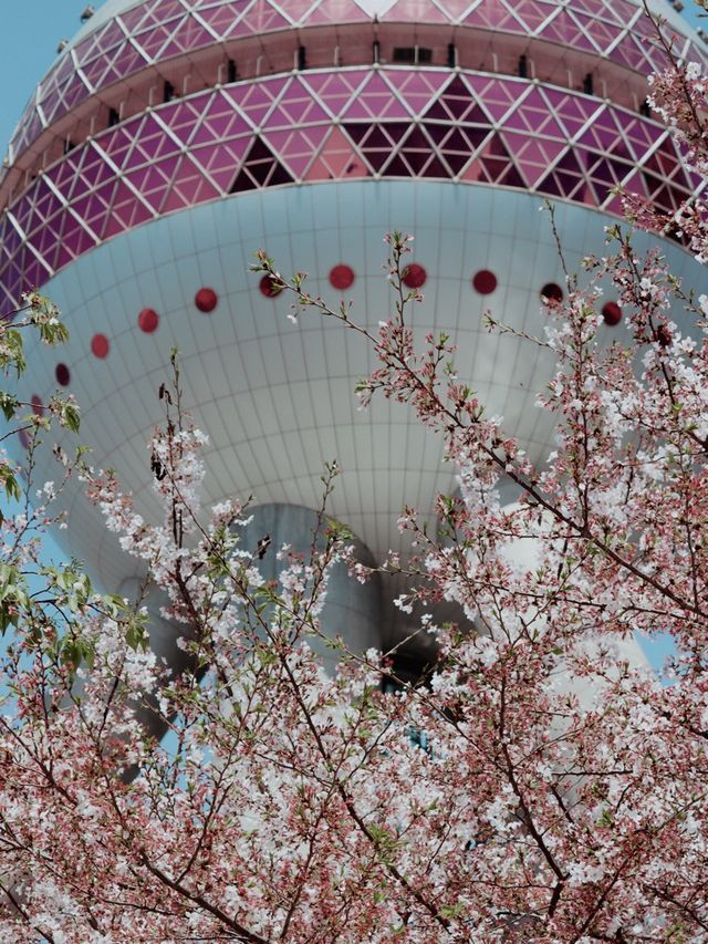 Shanghai in Bloom - Oriental Pearl Tower🌷🌸