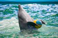 Must-visit attractions for parent-child trips in Thailand, swim with dolphins!