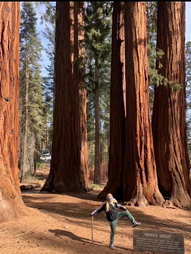 The scenery of the world's largest redwood tree is famous worldwide.