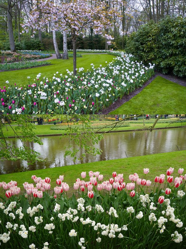 Holland | Where else to go if not Keukenhof to see tulips?