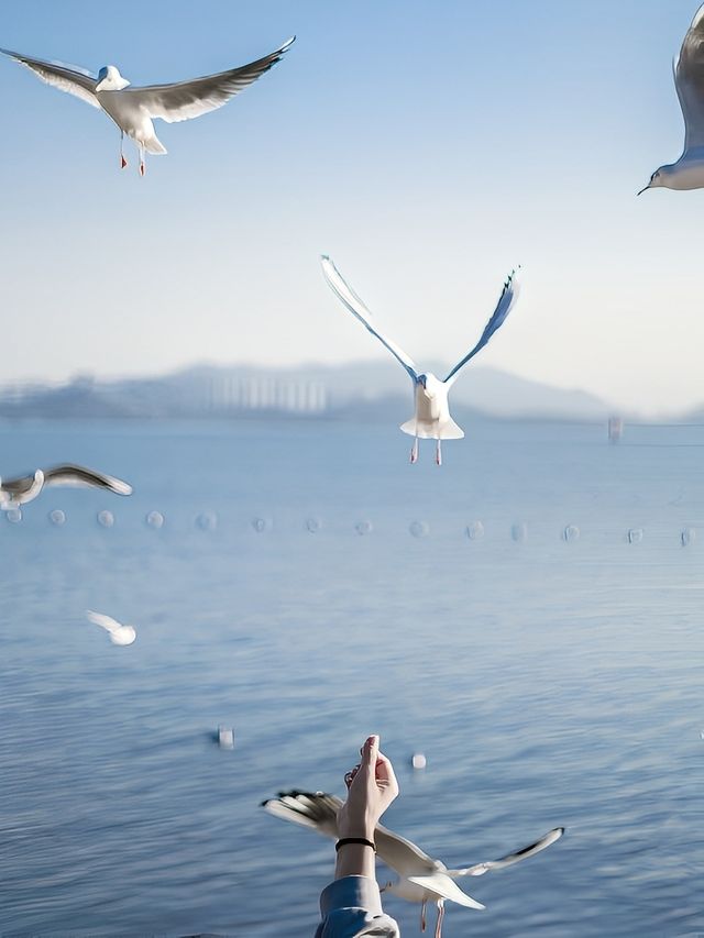答應我，冬天一定要到深圳灣看海鷗!