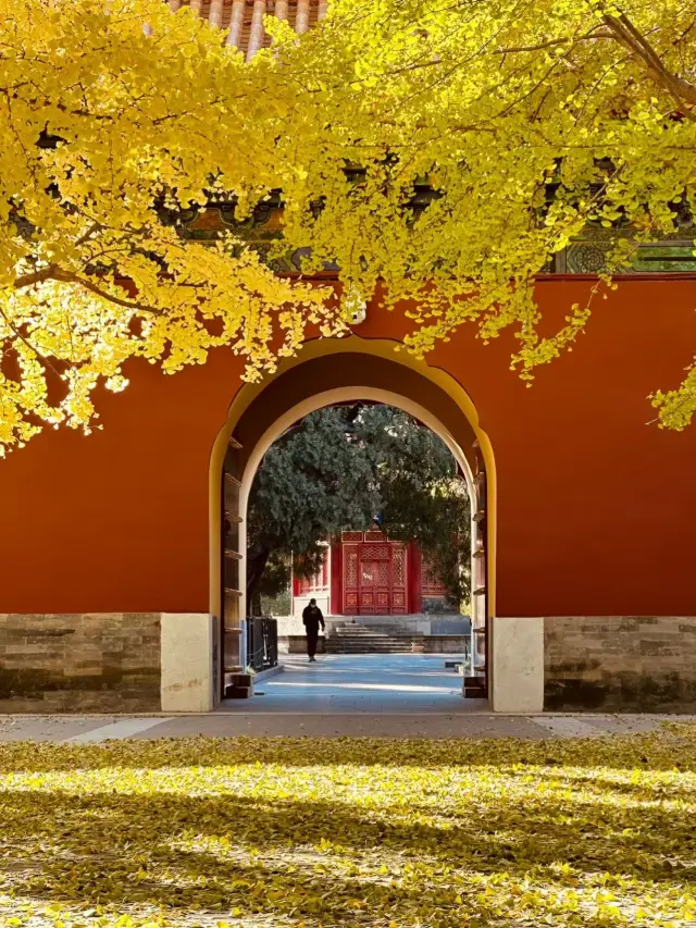 Zhongshan Park / Enjoy the fusion of ginkgo and autumn