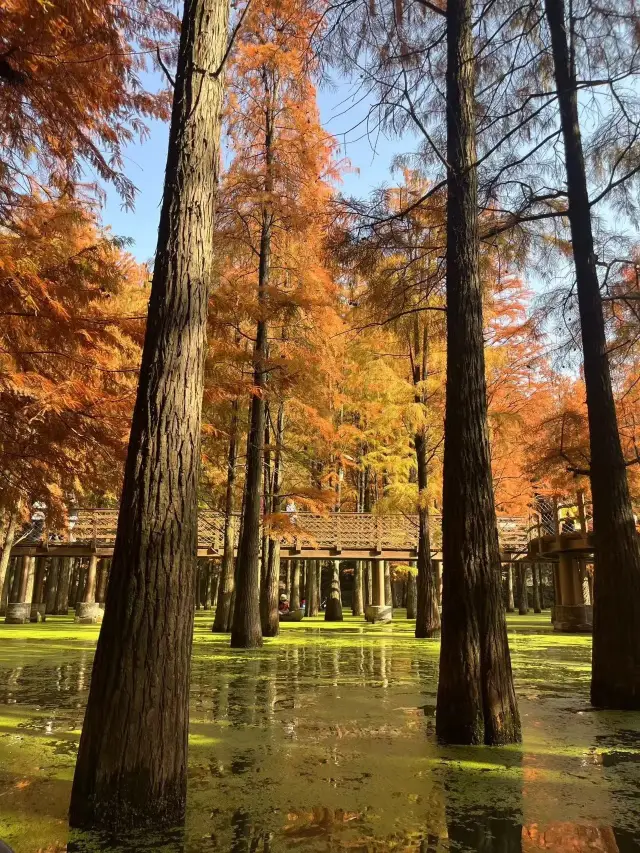 In Hangzhou! A must-visit place
