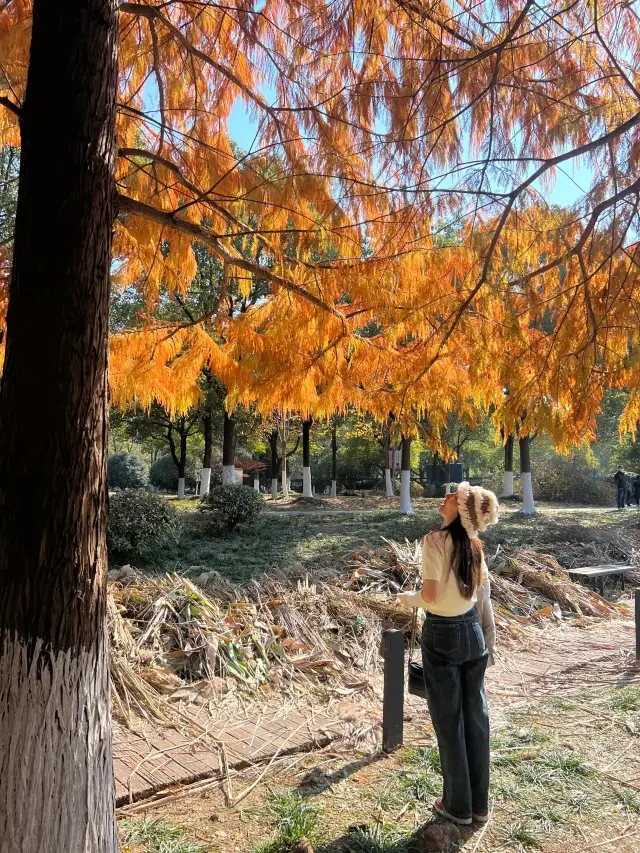 鎮江的秋天不輸給任何一個城市一日遊攻略|||