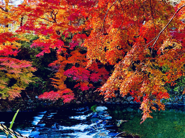 如果你沒有去訪問瑠璃光院，那麼你就錯過了京東最美的紅葉，京都的秋天真的很美
