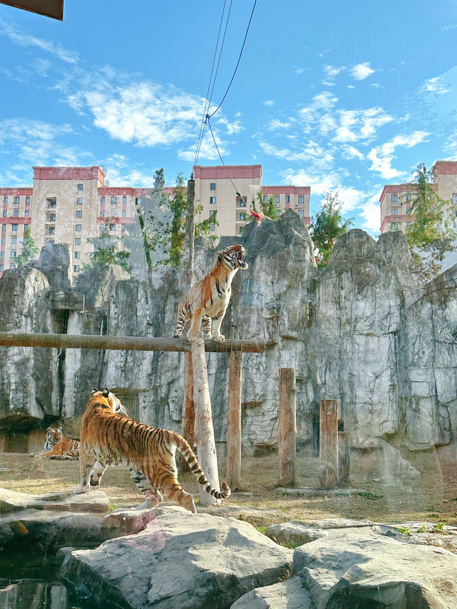 上海野生動物園一日遊超詳細攻略，碼