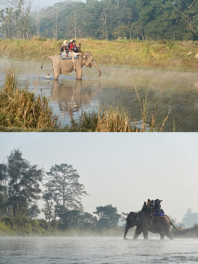 狂野奇特旺,叢林裡追逐遺產級的亞洲獨角犀牛 狂野奇特旺,叢林裡追逐遺產級的亞洲獨角犀牛