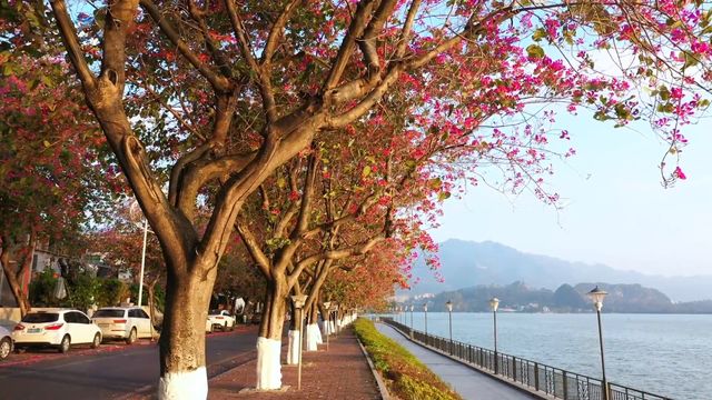 在花海綠道間漫遊，尋覓心中的詩和遠方
