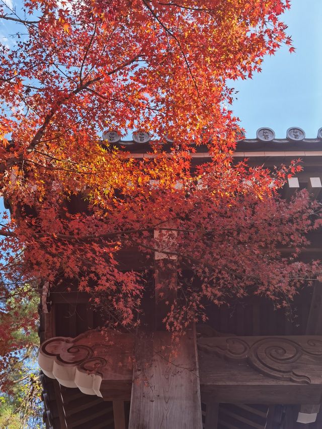 紅葉的永觀堂