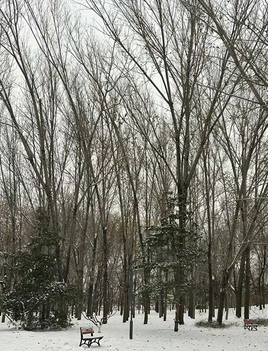 北京雪景｜朝陽公園