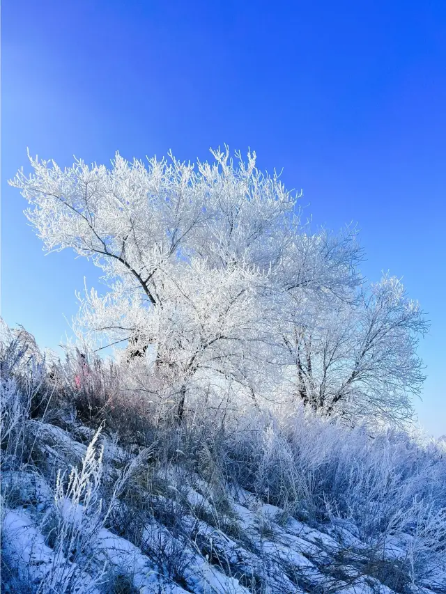 Jilin Rime Island | My heart is in China's rime landscape ceiling