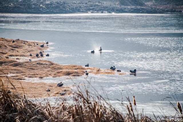 河南鄭州 中牟雁鳴湖 | 城市裡的原生態