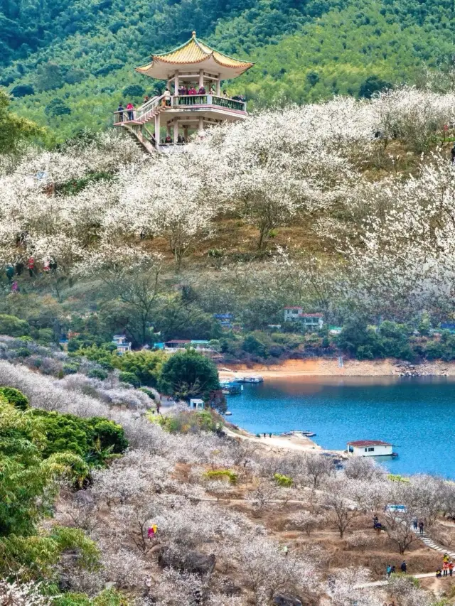 廣州的白色浪漫獨特“雪景” | 流溪香雪