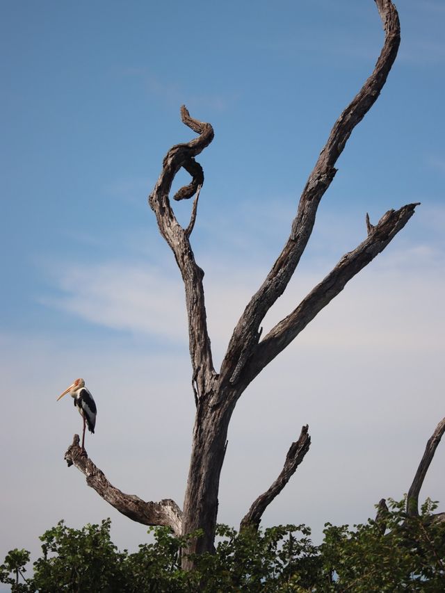 Yala National Park, Sri Lanka🇱🇰🐆