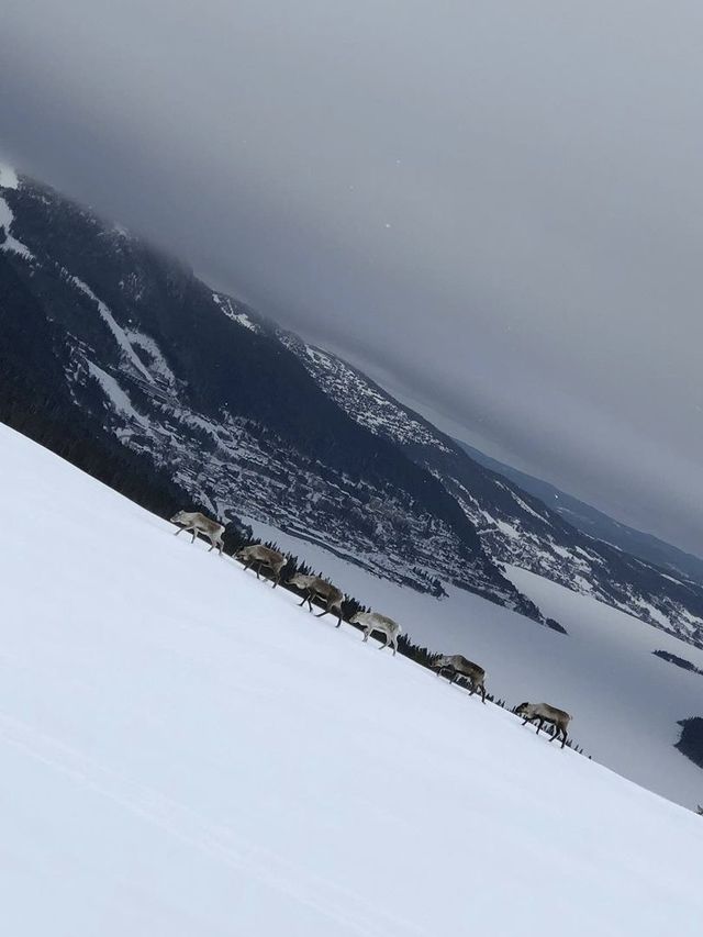 一生一定要來一趟的北歐之旅-奧勒雪場