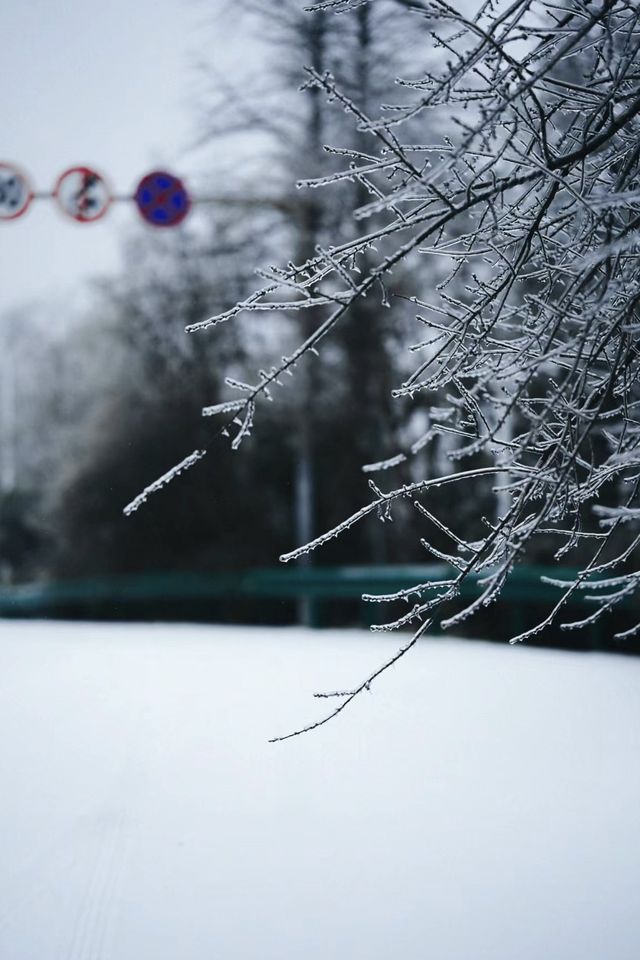 武漢的雪，落在了木蘭山之上