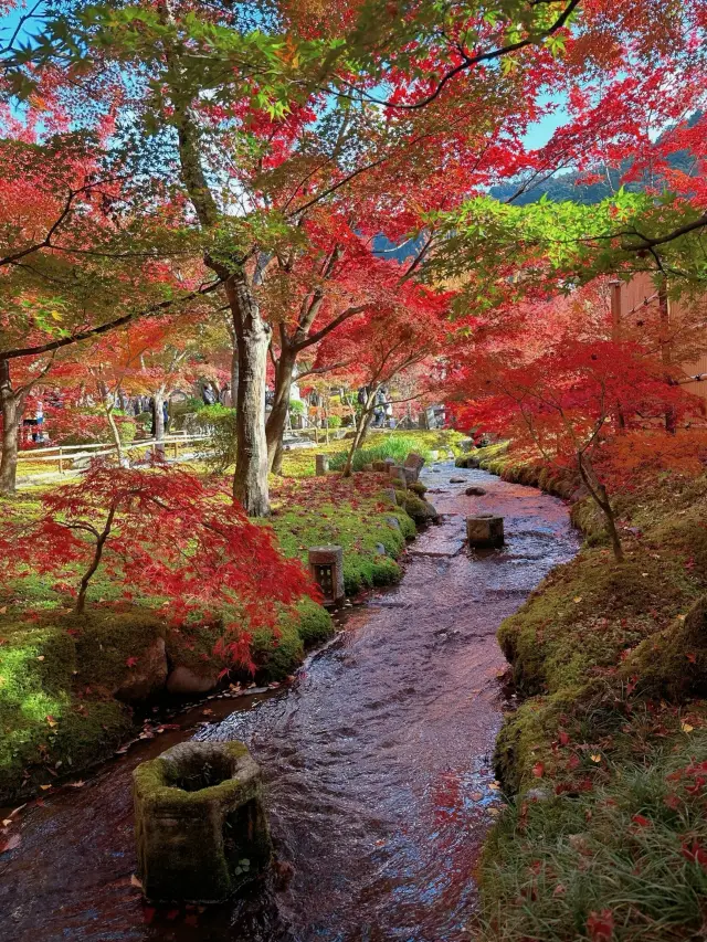 Eikando, a must-visit spot in Kyoto during the red leaf season, is breathtakingly beautiful!