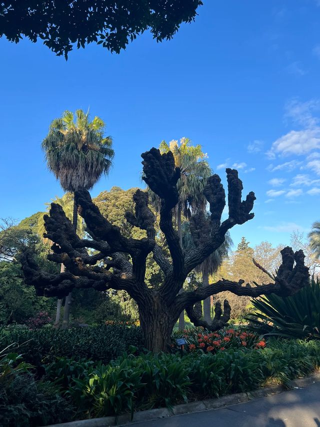 墨爾本皇家植物園