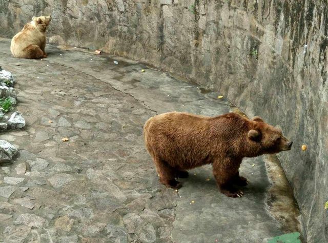 上海動物園遊玩攻略