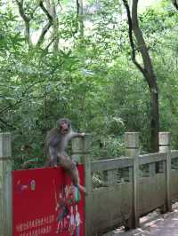 貴陽5元看大熊貓自由，附黔靈山公園遊玩攻略路線