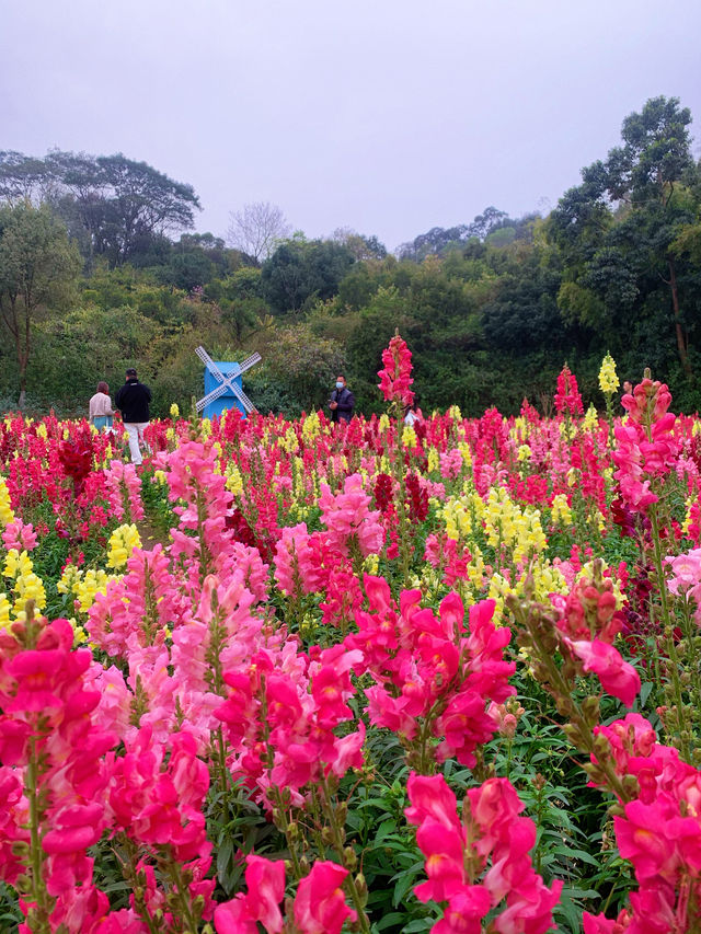 三山森林公園｜三八節帶姐妹看金魚草花海