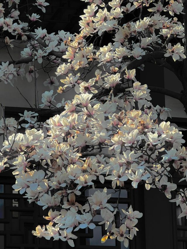 春訪蘇園，邂逅玉蘭花