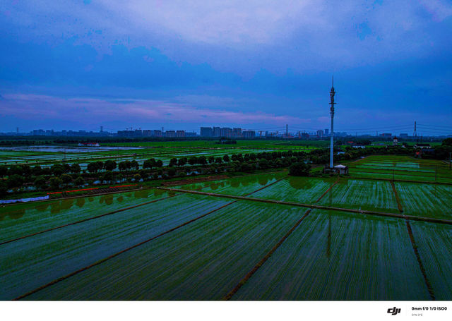 禾下乘涼夢，稻田與晚風