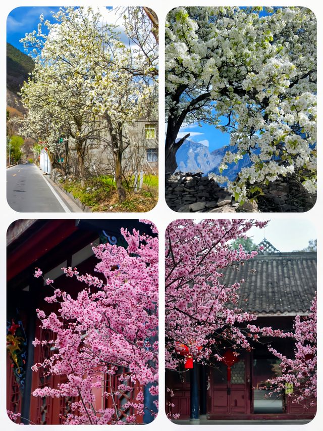春日來信|成都賞花指南從3月浪漫到5月 春日來信|成都賞花指南從3月浪漫到5月