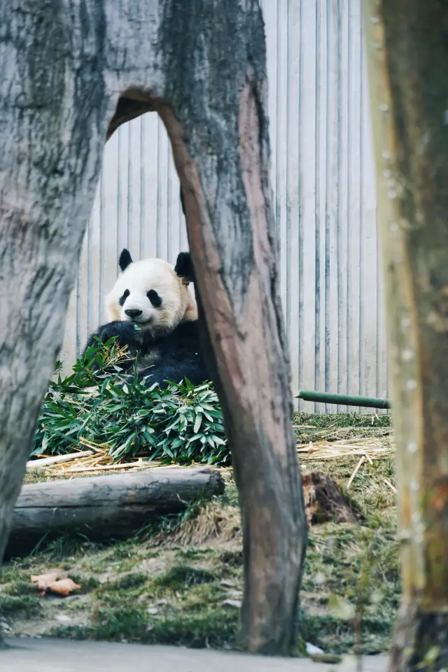 パンダを見るなら、必ず汶川のウーロン大パンダ基地に行きましょう