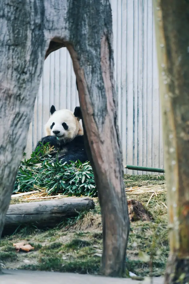 To see pandas, one must visit the Wolong Giant Panda Base in Wenchuan