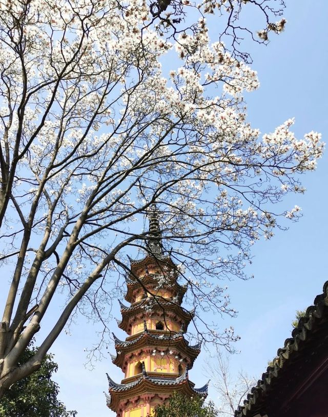 只要8塊錢就能收穫蘇州三月醉美玉蘭花