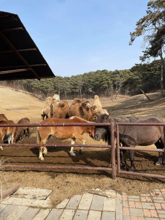 沈陽|森林動物園週末一定要來哦