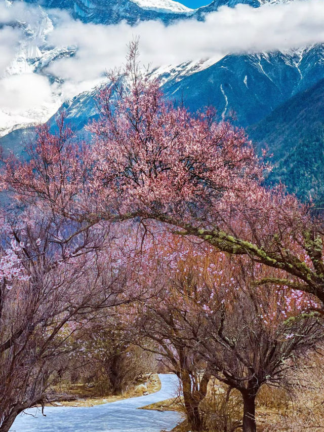 西藏·林芝｜赴一場雪山與桃花的浪漫之約