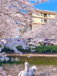 長沙｜櫻花大道·晚安文化公園