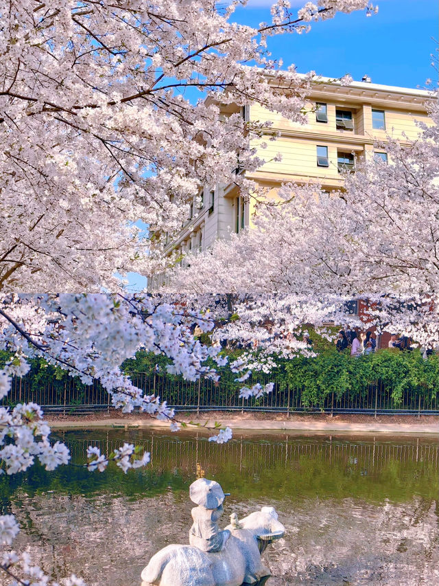 長沙｜櫻花大道·晚安文化公園